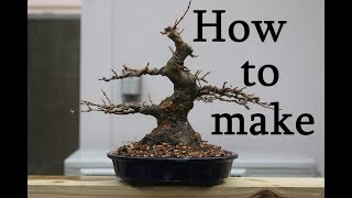 bonsai   how to make   盆栽　楓　作り方