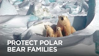 Protect This Polar Bear Nursery from Seismic Testing