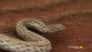 Snake king cobra បងធំនៅវាលខ្សាច់។