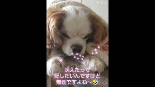 パパにネムネムの魔法をかけられた可愛いキャバリア(Cute cavalier enchanted to sleep by her daddy)