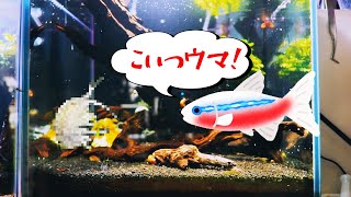 【アクアリウム】水槽リセットついでに魚に変な奴食わせてみた！