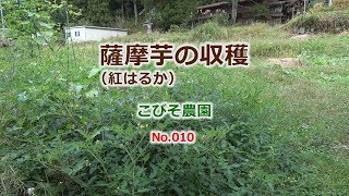 ＜家庭菜園＞紅はるかの収穫_こびそ農園No,10_2019/10/26