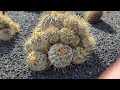 a walkthrough tour of the world famous cactus garden in lanzarote