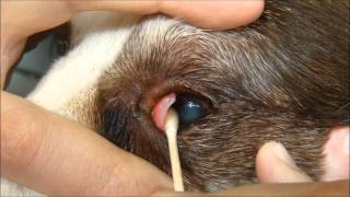 Debridement of an indolent ulcer in a dog using a Q-tip applicator (under topical anesthesia)