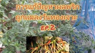 แก้ปัญหาผลพริก ถูกแมลงวันทองเจาะ #ep.2 (ปลอดสารพิษ)