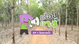 รู้เรื่องยาง EP.01 - โรคราแป้ง (Powdery mildew)