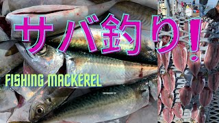 大阪小島養魚場サバ釣りFishing Mackerel#fishinglife