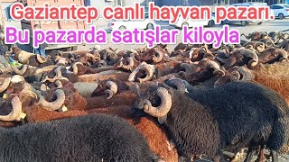 16 Ocak Perşembe.. Gaziantep canlı hayvan pazarı