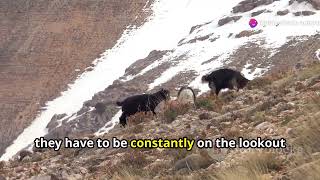 The Resilient Mountain Goat: Surviving in Greece's Rugged Terrain