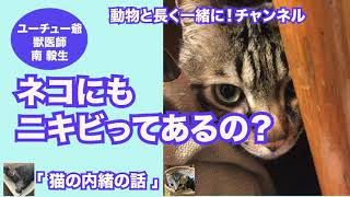 猫の内緒の話 「ネコにもニキビってあるの？」