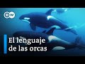 ¿Los cetáceos y los humanos hablan el mismo lenguaje? | DW Documental