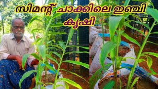 ഇഞ്ചി കൃഷി ഗ്രോബാഗിൽ ചെയ്യുന്ന വിധം | Ginger Krishi Malayalam | Inchi Krishi In Malayalam | Inchi