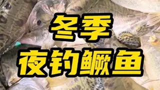 黑坑冬季晚上能钓到鳜鱼吗？ 黑坑鳜鱼 鳜鱼偷驴 夜钓鳜鱼 尼尔路亚 路亚鳜鱼