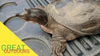 Huge Florida Soft Shell Turtle rescued from certain death