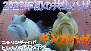 【共生ハゼ】2023年初のギンガハゼ夫婦。海水魚水槽の共生ハゼ３種類を公開します