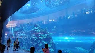 Museum of future #dubai #dubai aquarium  #shorts #mega structure #dubai mall #sharks #views