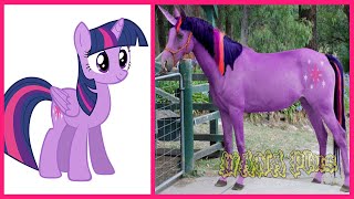 My Little Pony All Characters IN REAL LIFE 👉@WANA Plus