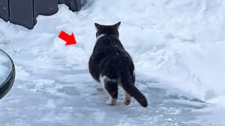 Stray Pregnant Cat Wanders Through The Bitter Cold Hoping To Find a Warm Place To Give Birth