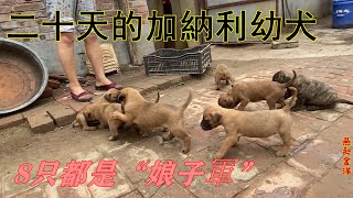 二十多天的加纳利幼犬精力旺盛，十只小狗竟然8只都是“娘子军”