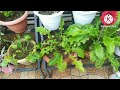 इस तरह से जरबेरा के नए पौधे तैयार करें gerbera plant propagtion terracegarden gardening