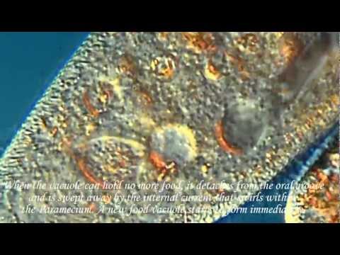 How does a paramecium get rid of food waste?