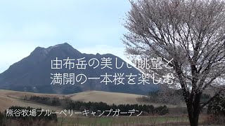 【ソロキャンプ】由布岳の美しい眺望と満開の一本桜を楽しむ（熊谷牧場ブルーベリーキャンプガーデン）