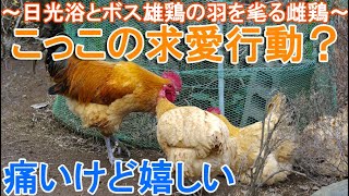 ニワトリの求愛行動？～ダニを追い払う日光浴とボス雄鶏の首の羽毛を毟る雌鶏～