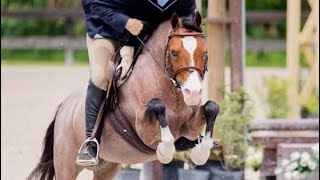 Champion Welsh Mountain Pony Stallion, CHERUBS CASANOVA, “Squishy” - Versatility Compilation