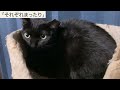 にゃんこ3きょうだい日記 127 diary of 3cats nov.28 dec.4 2022