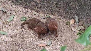 【概要欄を更新】 辺りを気にするコビトマングース（天王寺動物園）2023年7月