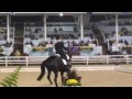 judy reynolds on vancouver k performs her freestyle at dressage at devon 10 01 2016