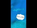 人間サイズの魚が登場