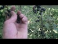 allotment diary june 29th first gooseberry u0026 blackcurrant harvest of the year