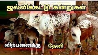 தேனி மலை மாடு இளம் கன்றுகள் விற்பனைக்கு 8682836729