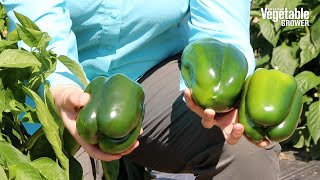 SVPB9503 Bell Pepper from Seminis/Bayer CropScience - Vegetable Seed Trials 2023