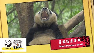 《你不知道的大熊貓》牙齒那點事兒 | iPanda熊貓頻道