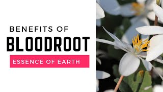 Bloodroot Benefits: Quick Tips for This Powerful Herb