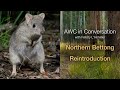 AWC in Conversation with Felicity L'Hotellier: Northern Bettong reintroductions (S2E8)