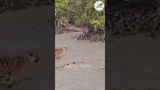 সুন্দরবন জঙ্গলে ফিরলো বাঘ!!🐯 Royal Bengal Tiger 🐅 Sundarban