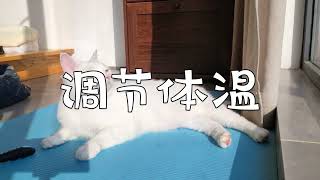 降温后猫咪喜提阳光浴，猫咪多晒太阳的三大好处，你知道几个？