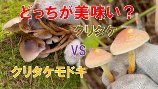 ニガクリタケ（強毒）にそっくりなクリタケモドキを採って食べる