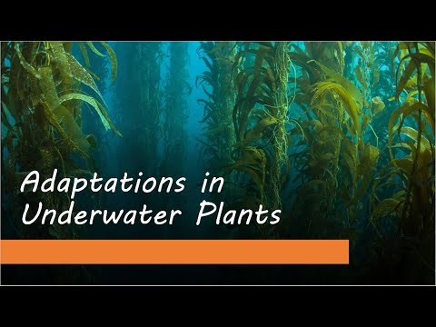 Adaptations In Underwater Plants - YouTube