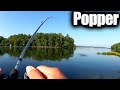 Hot Summer Topwater Fishing For Bass - Popper Fishing From the Bank