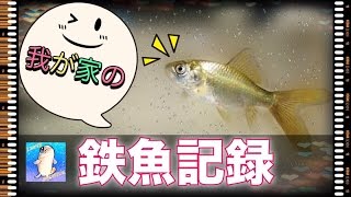 我が家の鉄魚記録！