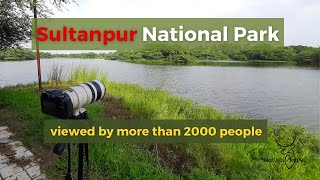 Birds in Focus: An Epic Day of Photography at Sultanpur National Park