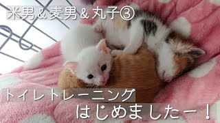 【赤ちゃん猫】トイレトレーニング始めました◎　米男\u0026麦男\u0026丸子③生後1ヶ月