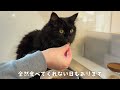 こんな小さなことで猫と暮らす幸せが大きくなります　790話