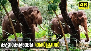 കുട്ടൻകുളങ്ങര അർജുനന് നീരുകാലം | Kuttankulangara Arjunan | Kuttankulangara Arjunan Elephant In Musth