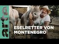 Montenegro, der Eselretter | 360° Reportage | ARTE Family