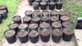 2013 Mmj garden A update